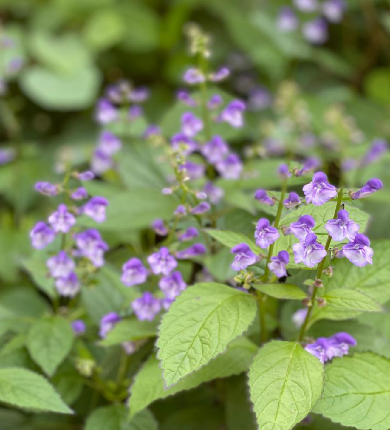 Scutellaria Appalachian Blues  (set of 2)