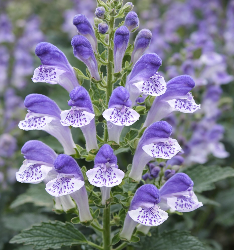 Scutellaria Appalachian Blues  (set of 2)