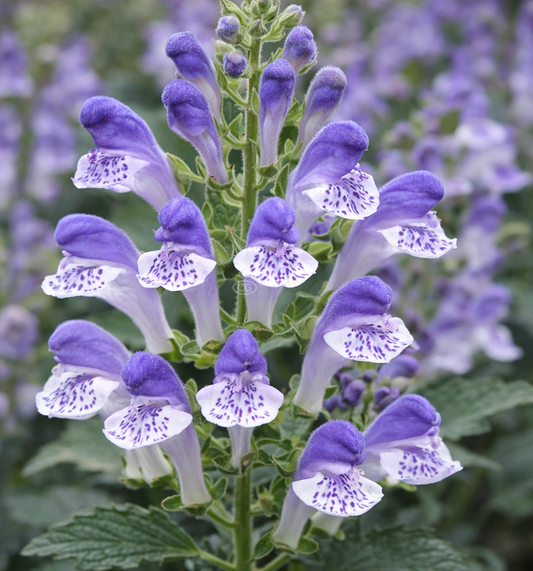 Scutellaria Appalachian Blues  (set of 2)