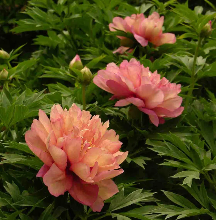 Itoh Peony 'Kopper Kettle' Bare Root