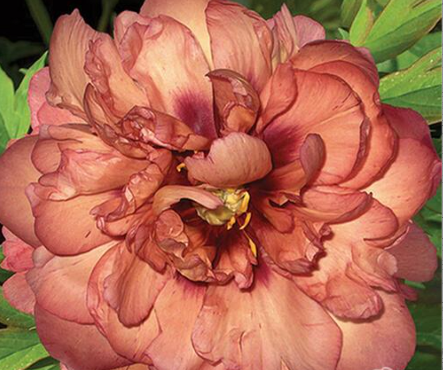Itoh Peony 'Kopper Kettle' Bare Root