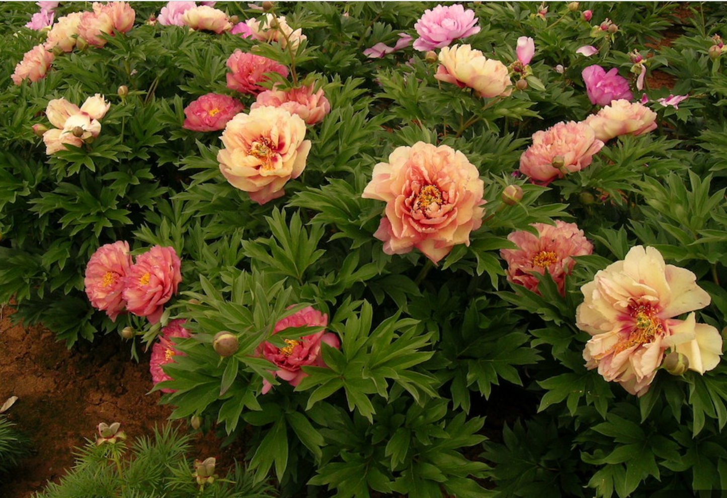 Itoh Peony 'Kopper Kettle' Bare Root