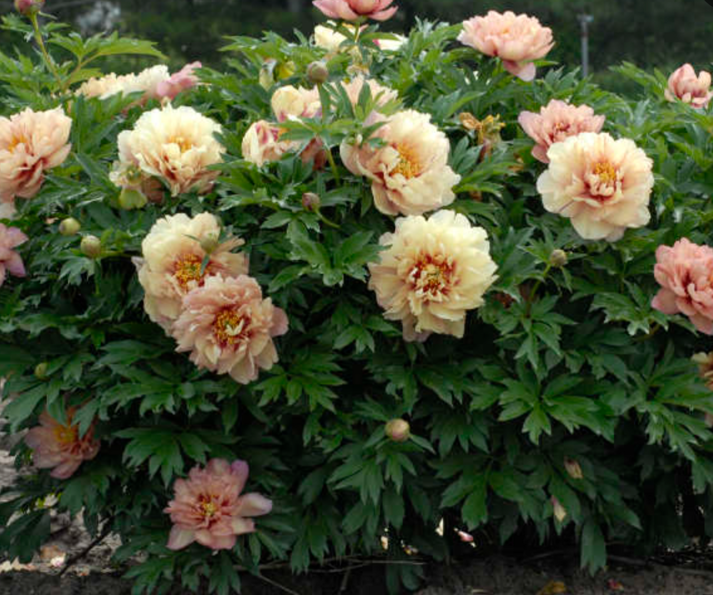 Itoh Peony 'Kopper Kettle' Bare Root
