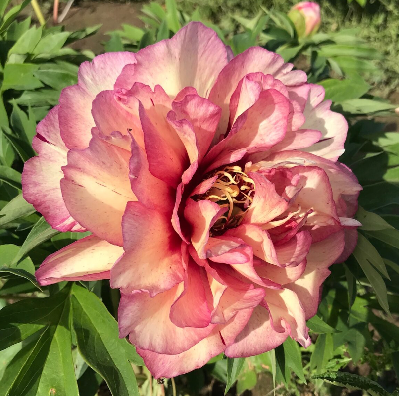 Itoh Peony 'Hillary' Bare Root Color-Changing Intersectional Peony