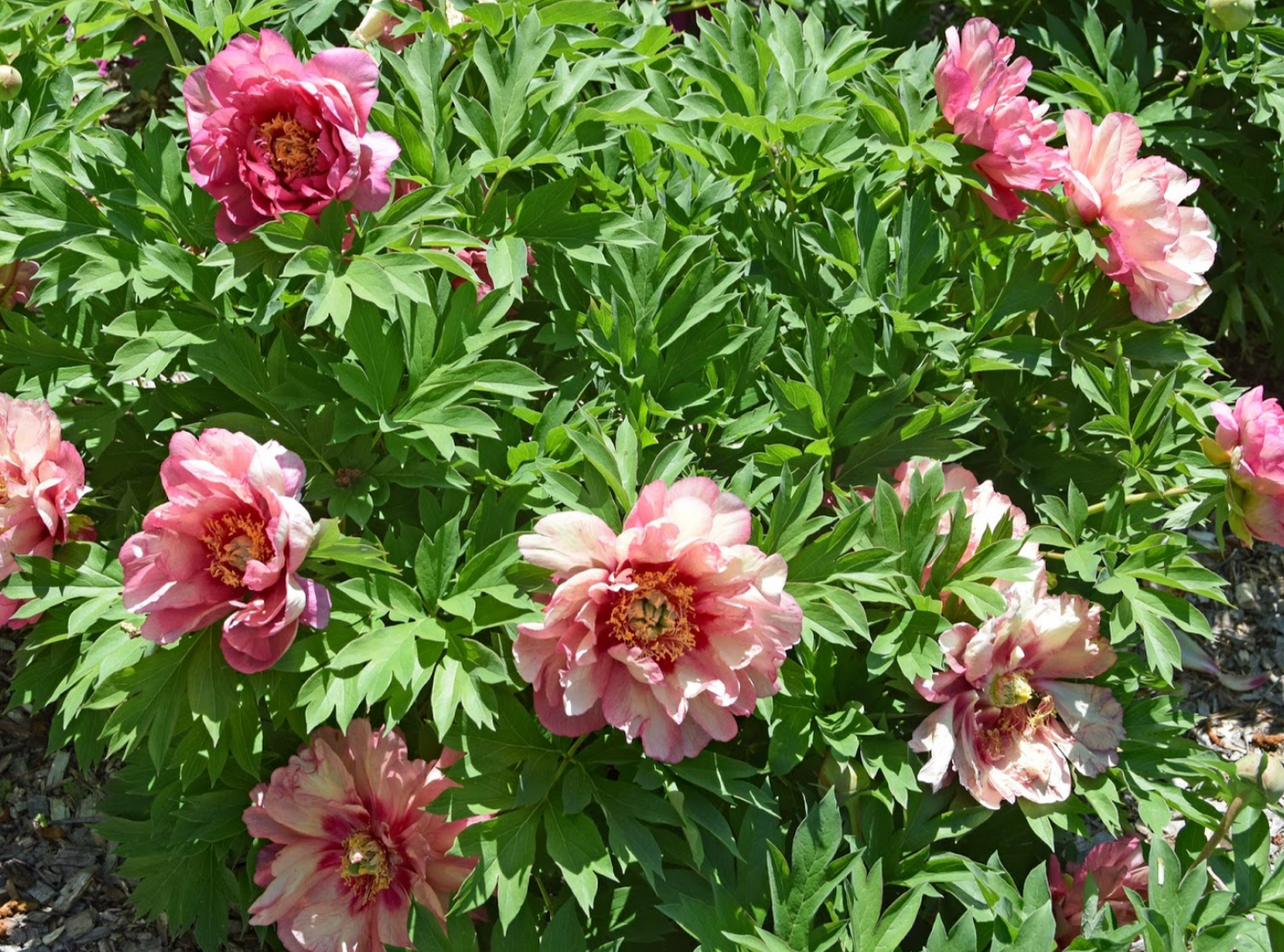 Itoh Peony 'Hillary' Bare Root Color-Changing Intersectional Peony