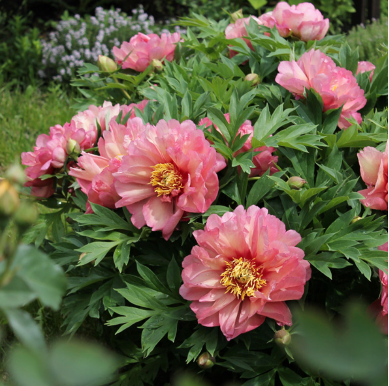 Itoh Peony 'Hillary' Bare Root Color-Changing Intersectional Peony