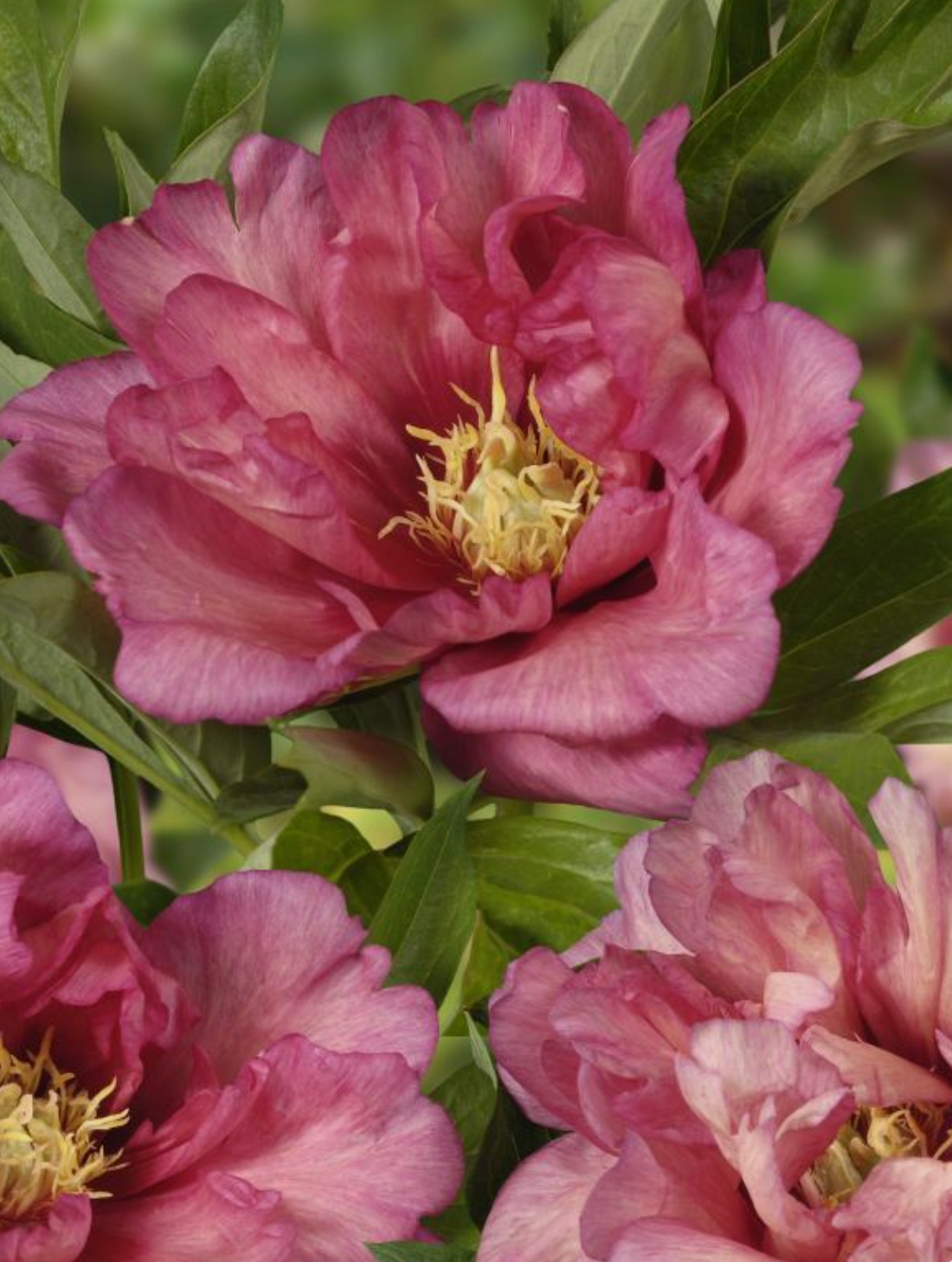 Itoh Peony 'Hillary' Bare Root Color-Changing Intersectional Peony