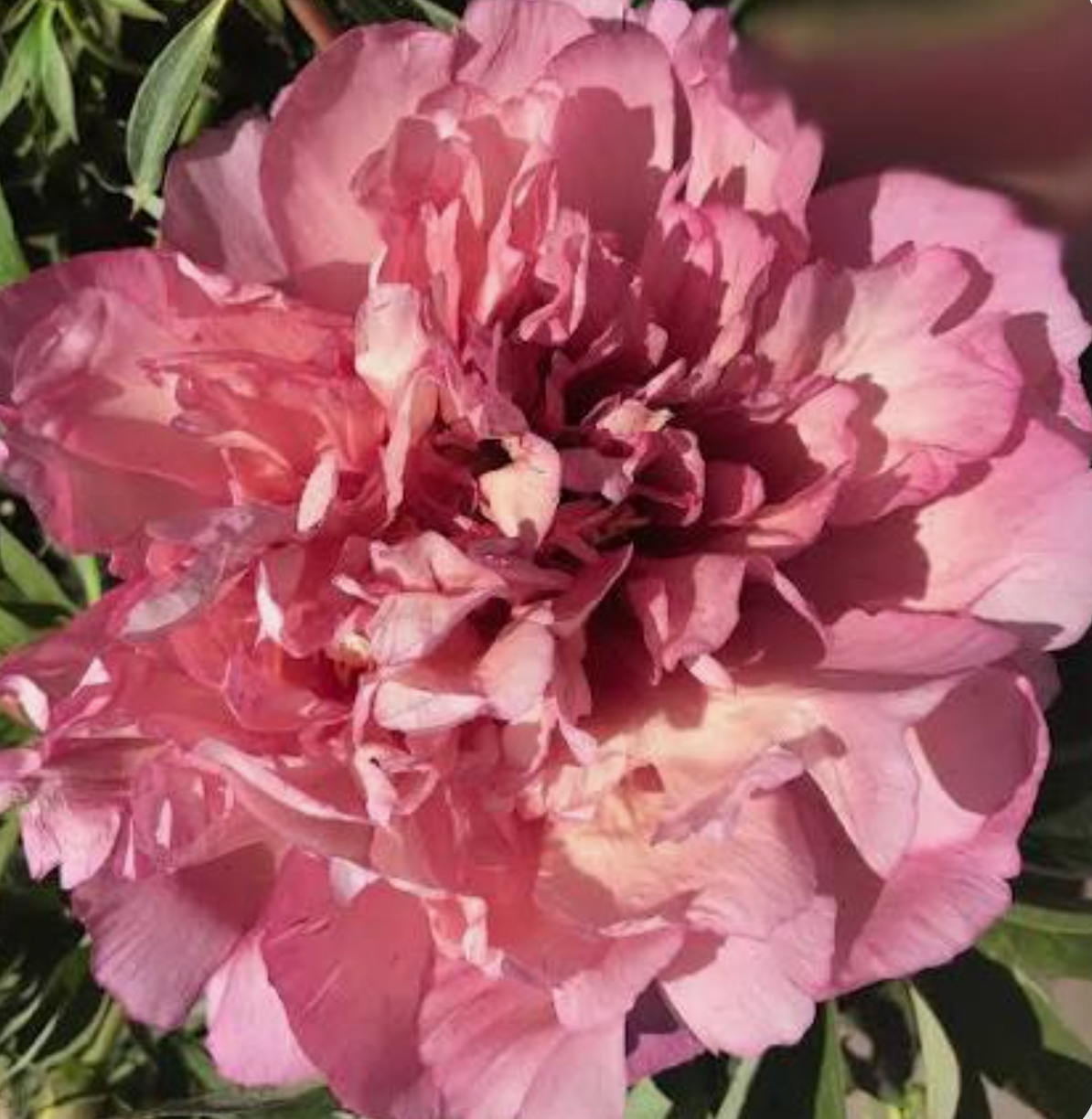Itoh Peony 'Hillary' Bare Root Color-Changing Intersectional Peony