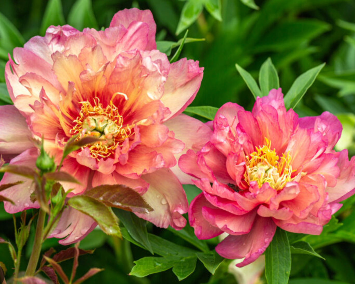 Itoh Peony 'Hillary' Bare Root Color-Changing Intersectional Peony
