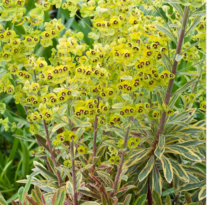 Euphorbia 'Ascot Rainbow' | Variegated Spurge || Deer Resistant |(set of 2)