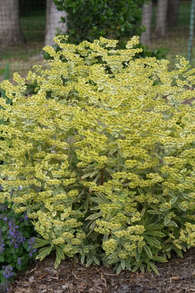 Euphorbia 'Ascot Rainbow' | Variegated Spurge || Deer Resistant |(set of 2)