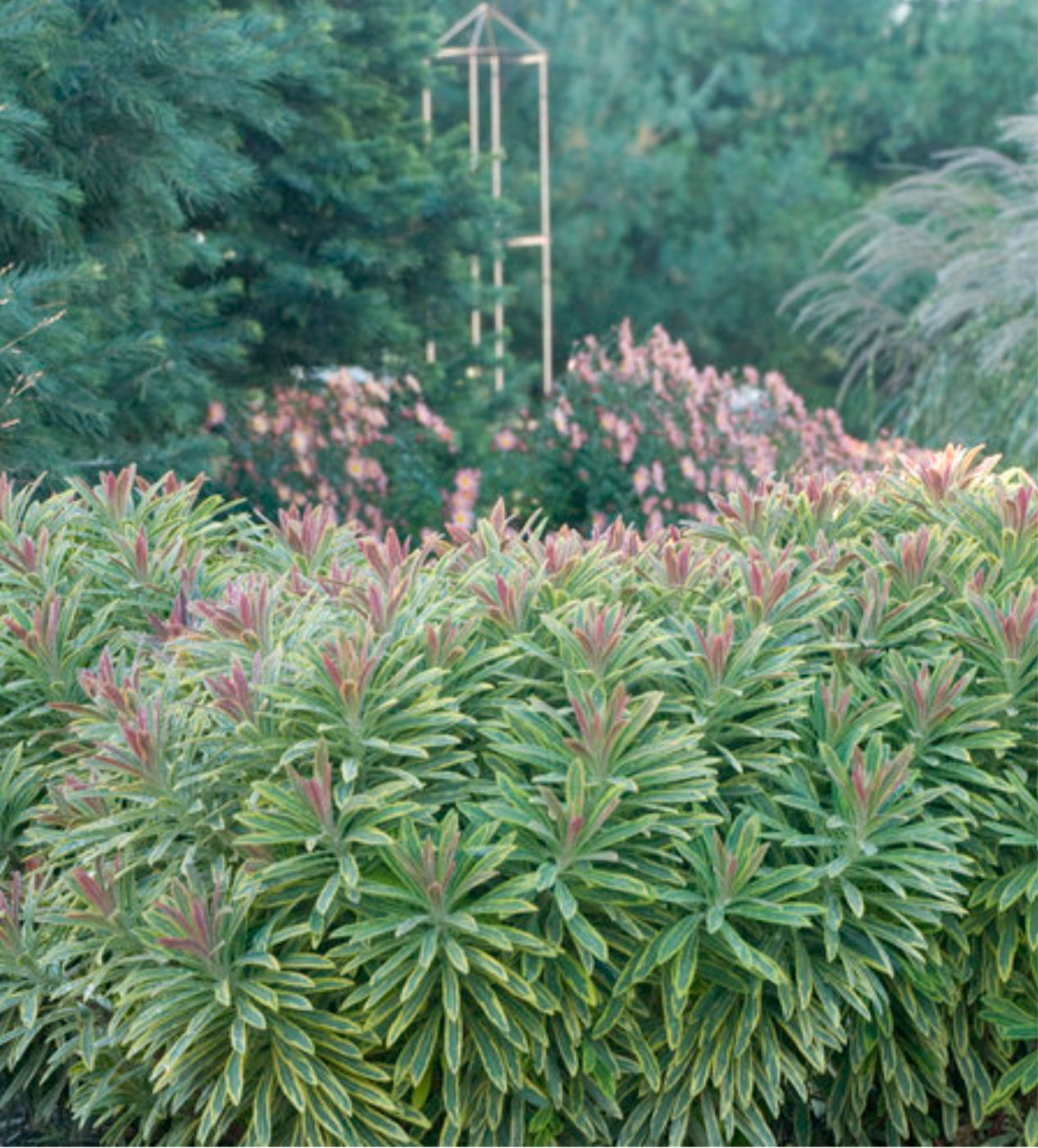 Euphorbia 'Ascot Rainbow' | Variegated Spurge || Deer Resistant |(set of 2)