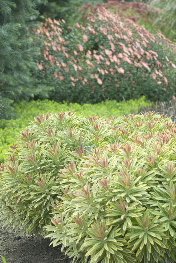 Euphorbia 'Ascot Rainbow' | Variegated Spurge || Deer Resistant |(set of 2)