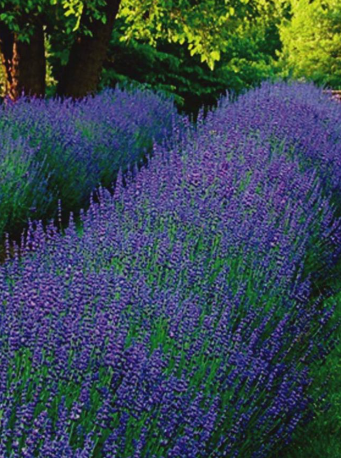 Phenomenal® Lavender (Lavandula × intermedia 'Phenomenal') – 3 Plants