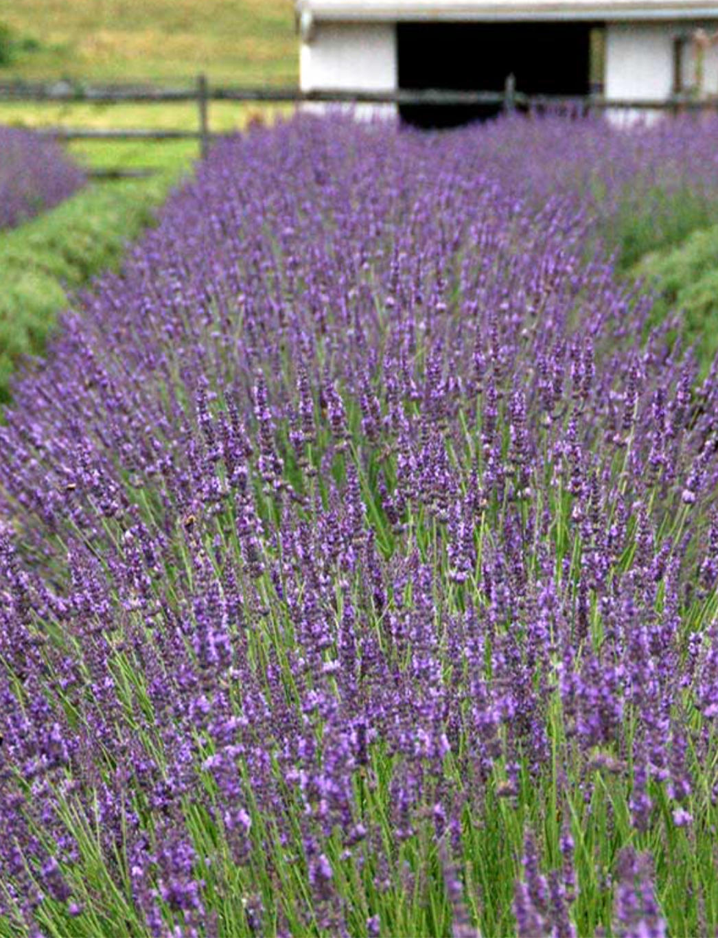 Phenomenal® Lavender (Lavandula × intermedia 'Phenomenal') – 3 Plants