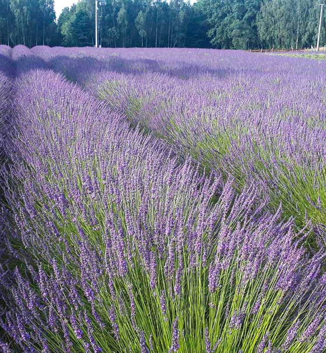 Phenomenal® Lavender (Lavandula × intermedia 'Phenomenal') – 3 Plants