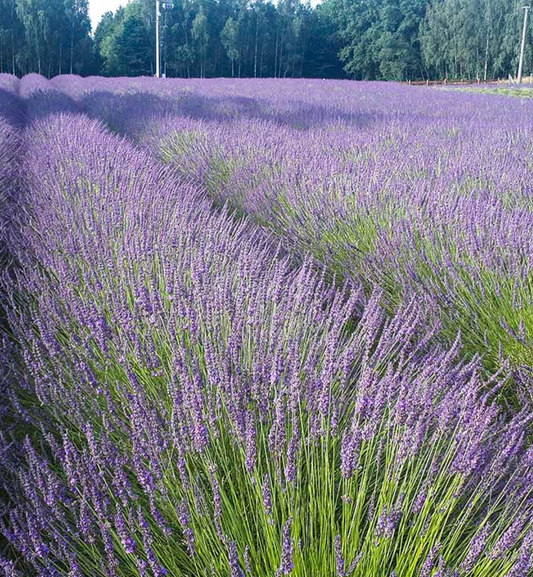 Phenomenal® Lavender (Lavandula × intermedia 'Phenomenal') – 3 Plants