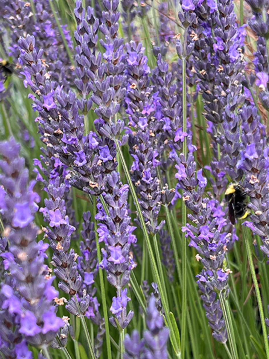 Phenomenal® Lavender (Lavandula × intermedia 'Phenomenal') – 3 Plants