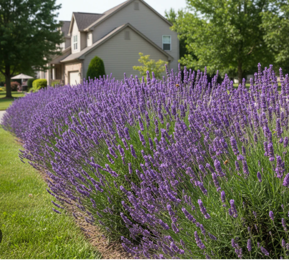 Phenomenal® Lavender (Lavandula × intermedia 'Phenomenal') – 3 Plants