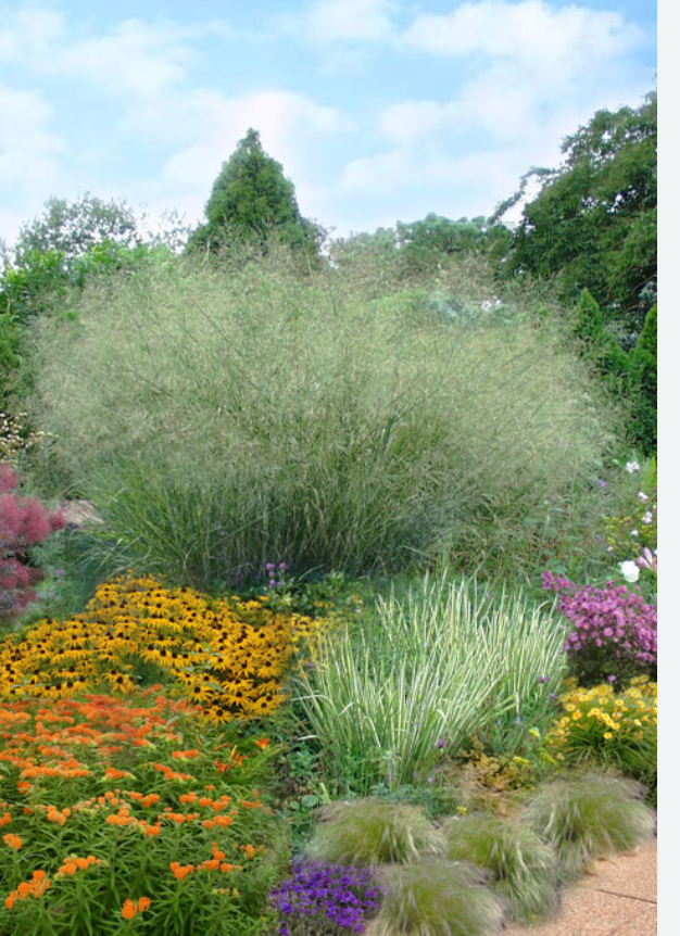 Panicum virgatum 'Cloud Nine' (Switchgrass)- 2 plants