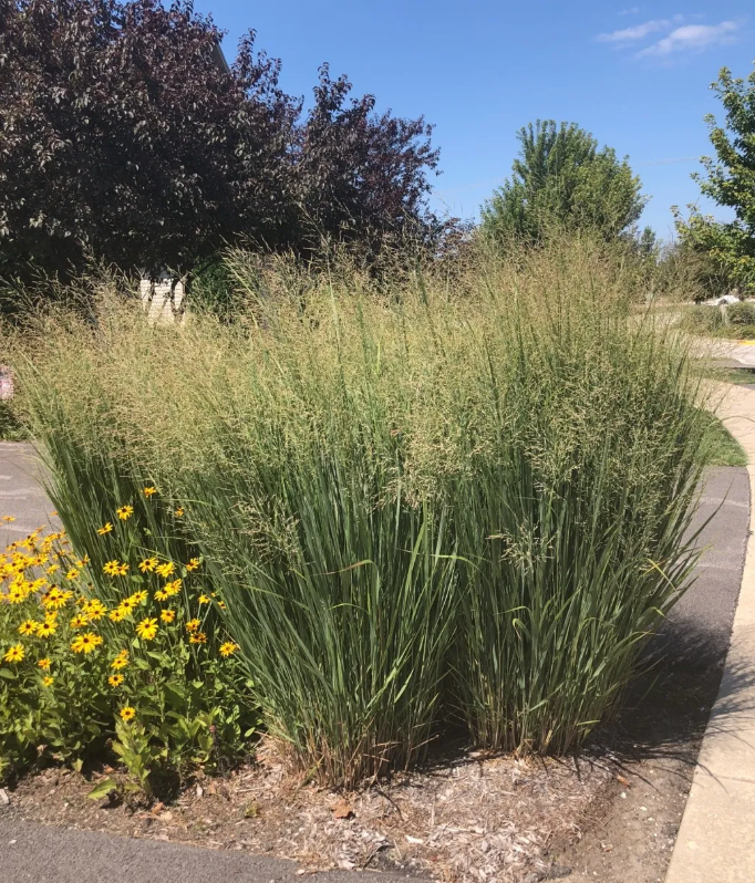 Panicum virgatum 'Cloud Nine' (Switchgrass)- 2 plants