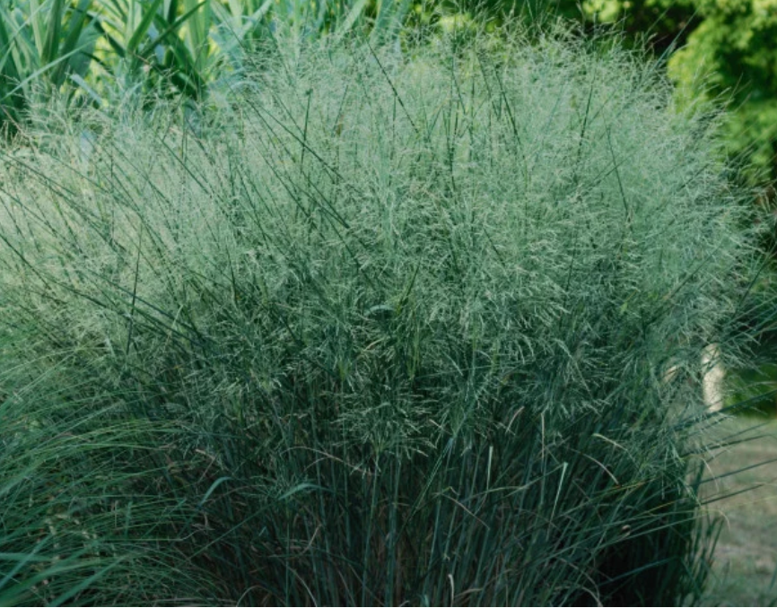 Panicum virgatum 'Cloud Nine' (Switchgrass)- 2 plants