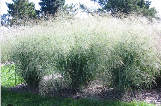 Panicum virgatum 'Cloud Nine' (Switchgrass)- 2 plants