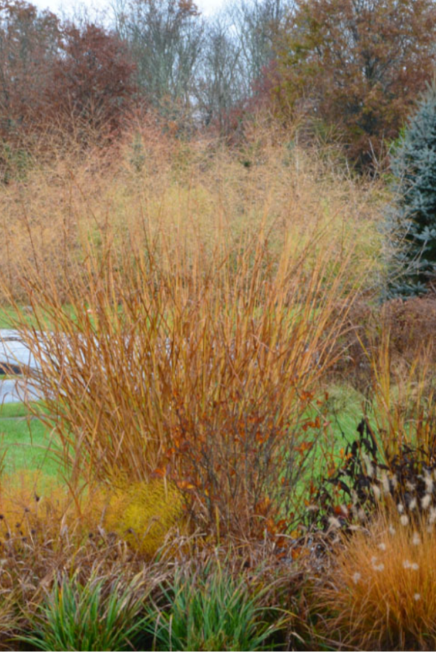 Panicum virgatum 'Cloud Nine' (Switchgrass)- 2 plants