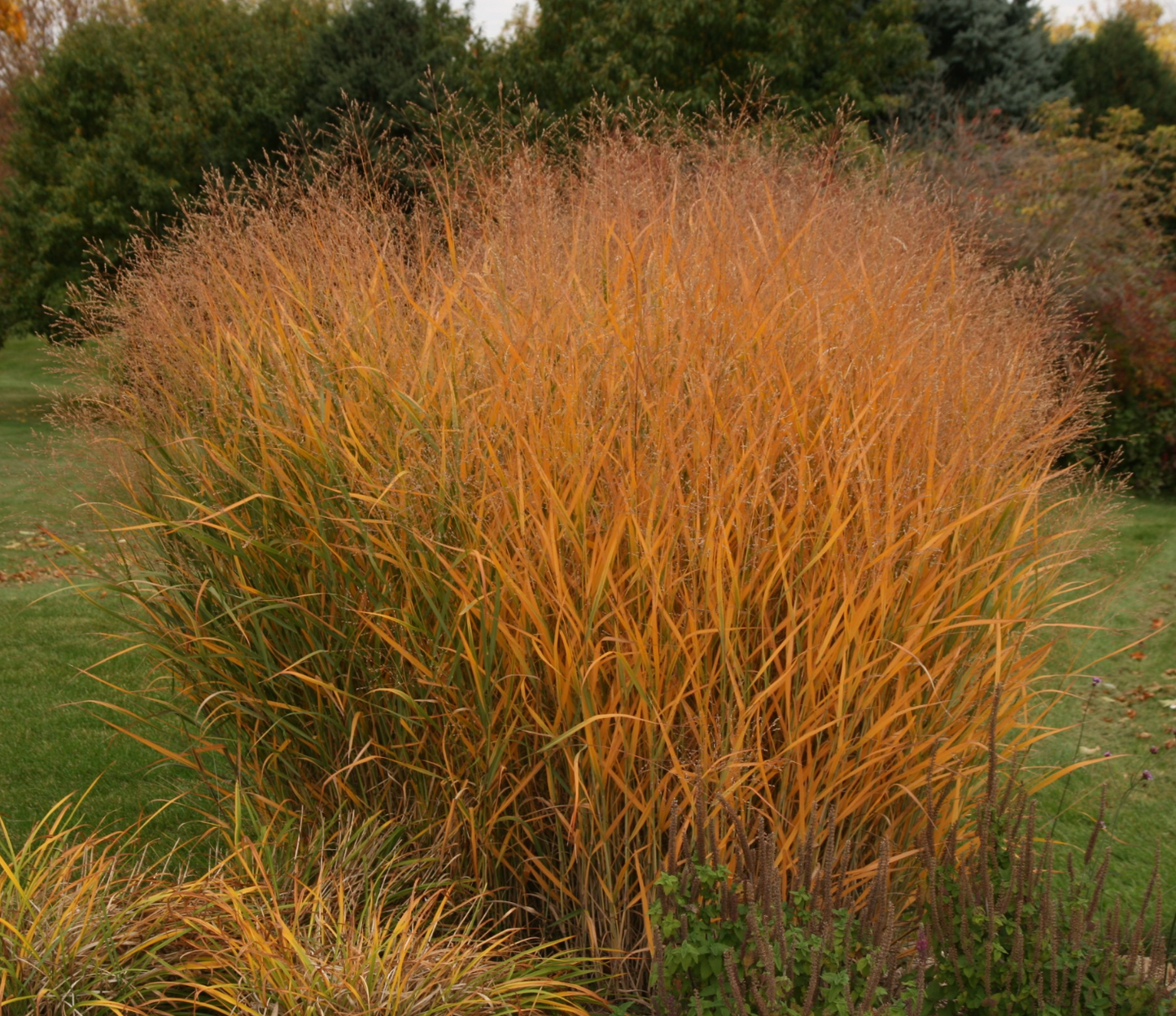 Panicum virgatum 'Cloud Nine' (Switchgrass)- 2 plants