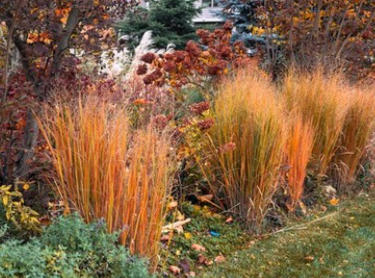 Panicum virgatum 'Cloud Nine' (Switchgrass)- 2 plants