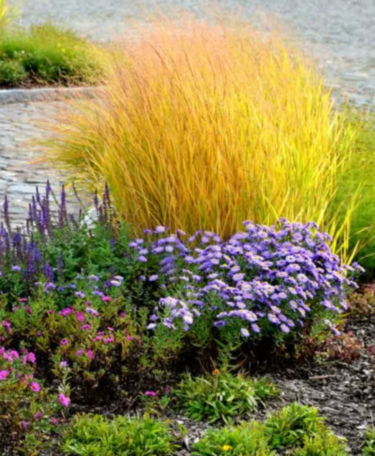 Panicum virgatum 'Cloud Nine' (Switchgrass)- 2 plants