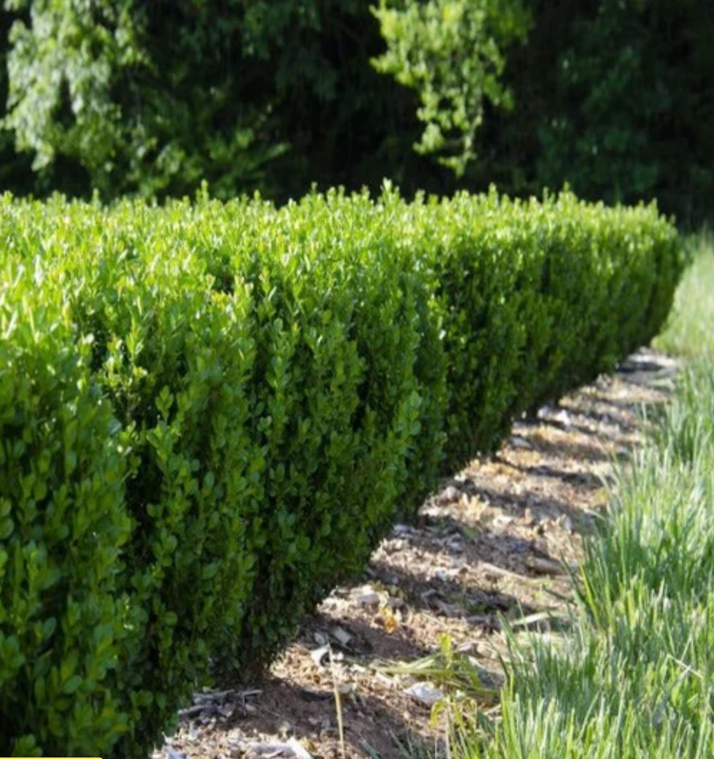 BUXUS 'NewGen Freedom'  - 3 Gallon (Available for local pickup only)