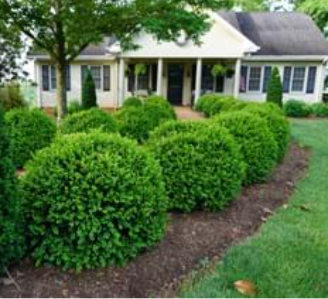 BUXUS 'NewGen Freedom'  - 3 Gallon (Available for local pickup only)