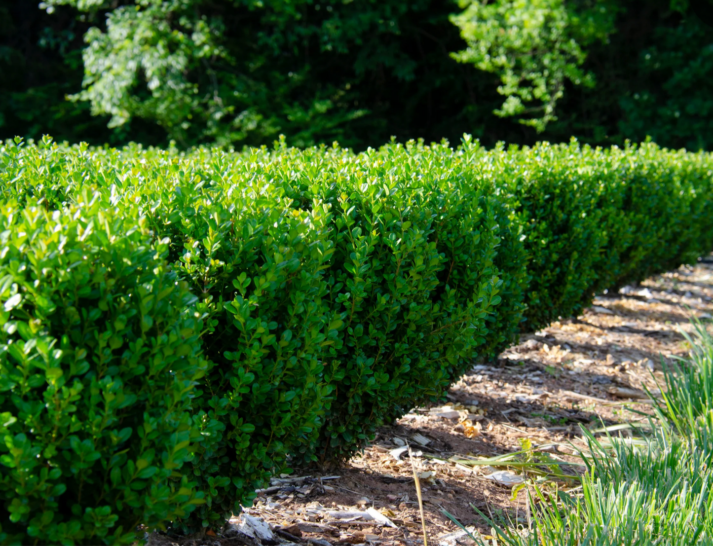 BUXUS 'NewGen Freedom'  - 3 Gallon (Available for local pickup only)