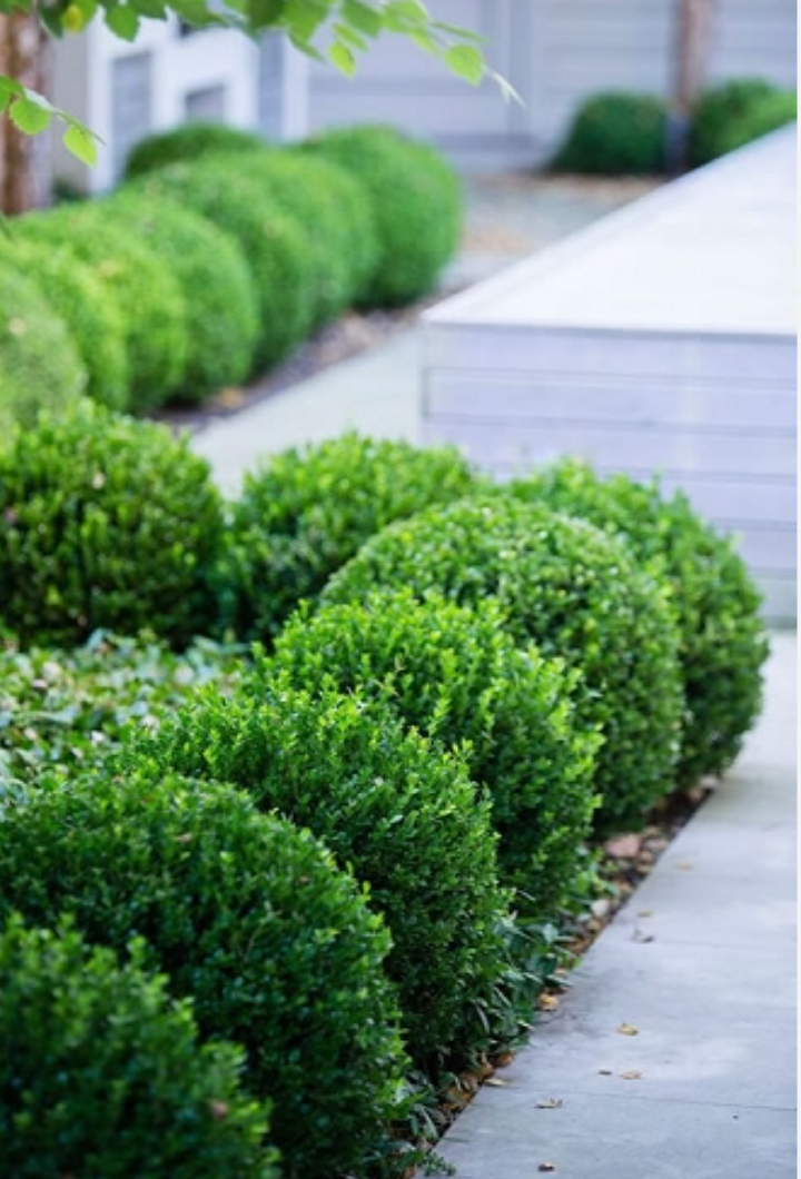 BUXUS 'NewGen Freedom'  - 3 Gallon (Available for local pickup only)