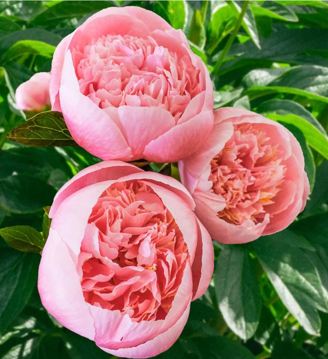 Peony ‘Etched Salmon’ – Rare Double Salmon-Pink Peony