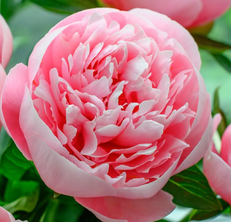 Peony ‘Etched Salmon’ – Rare Double Salmon-Pink Peony