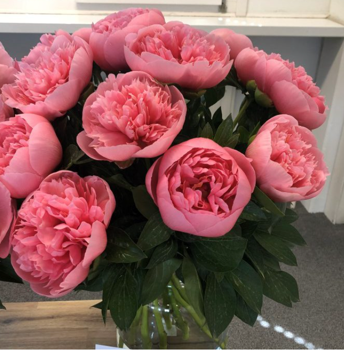 Peony ‘Etched Salmon’ – Rare Double Salmon-Pink Peony