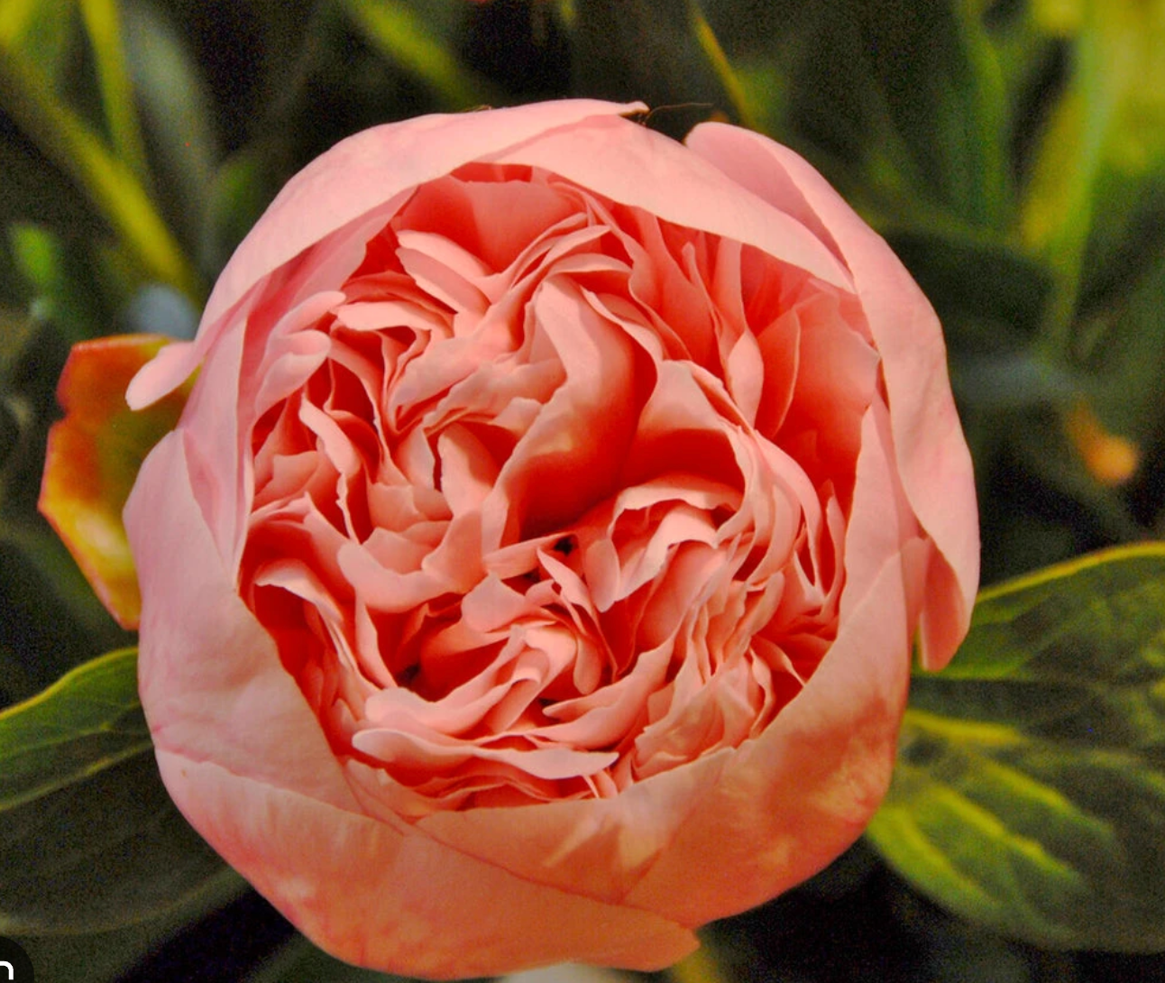 Peony ‘Etched Salmon’ – Rare Double Salmon-Pink Peony