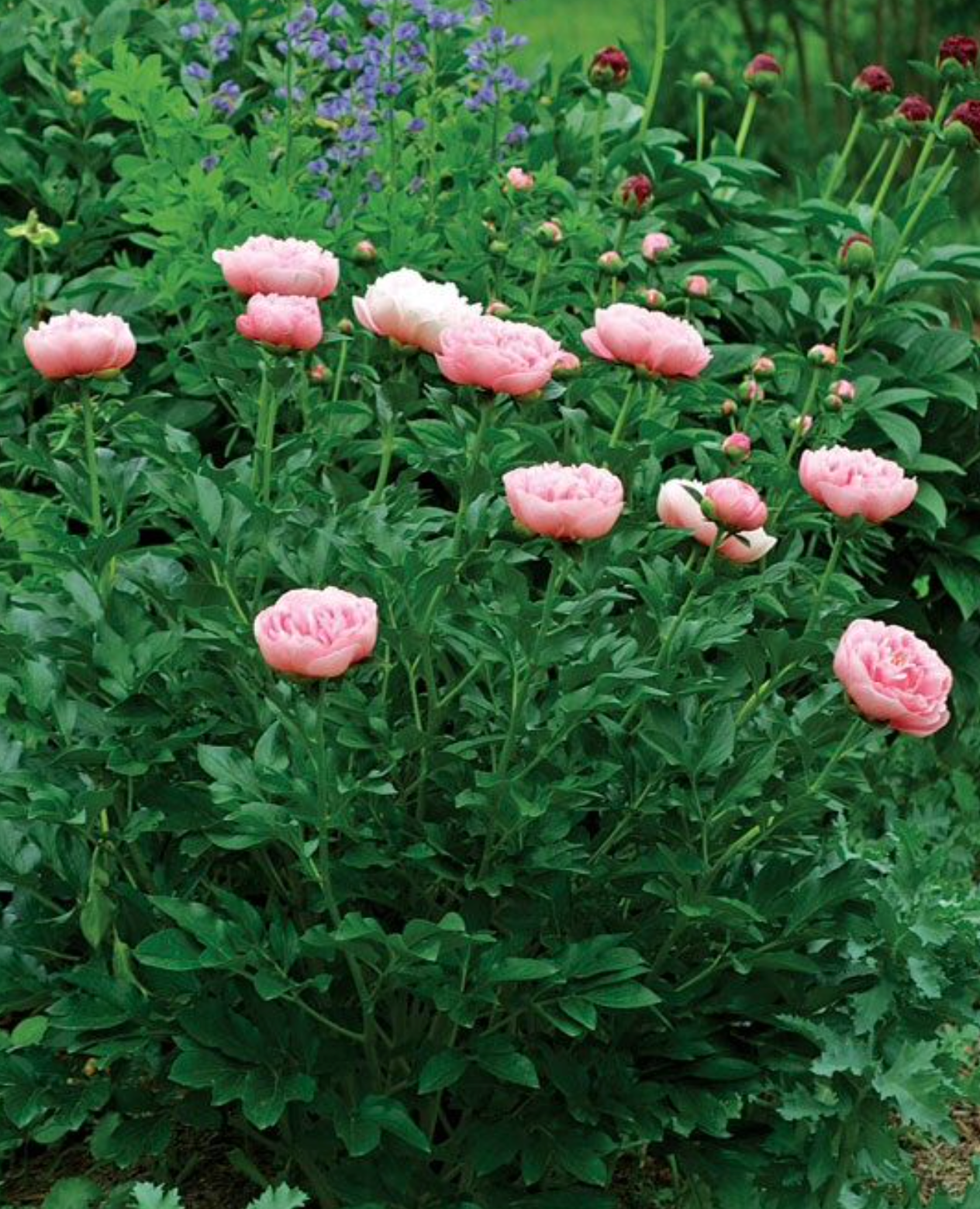 Peony ‘Etched Salmon’ – Rare Double Salmon-Pink Peony