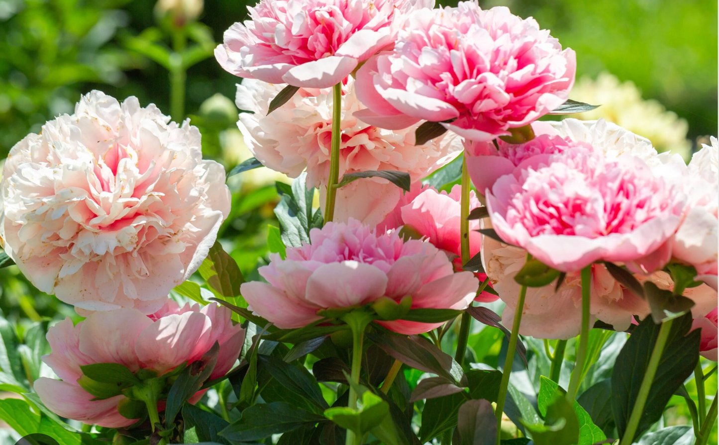 Peony ‘Etched Salmon’ – Rare Double Salmon-Pink Peony