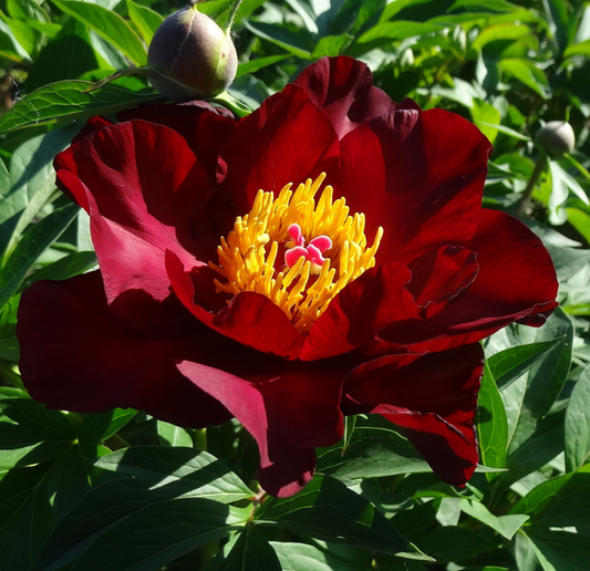 Itoh Peony 'Scarlet Heaven' – 3–5 Eye Bare Root | Scarlet Red Intersectional Peony