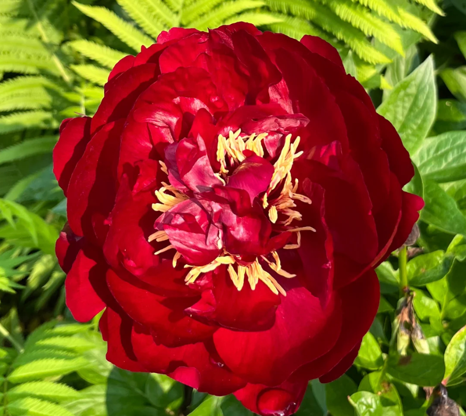 Itoh Peony 'Scarlet Heaven' – 3–5 Eye Bare Root | Scarlet Red Intersectional Peony