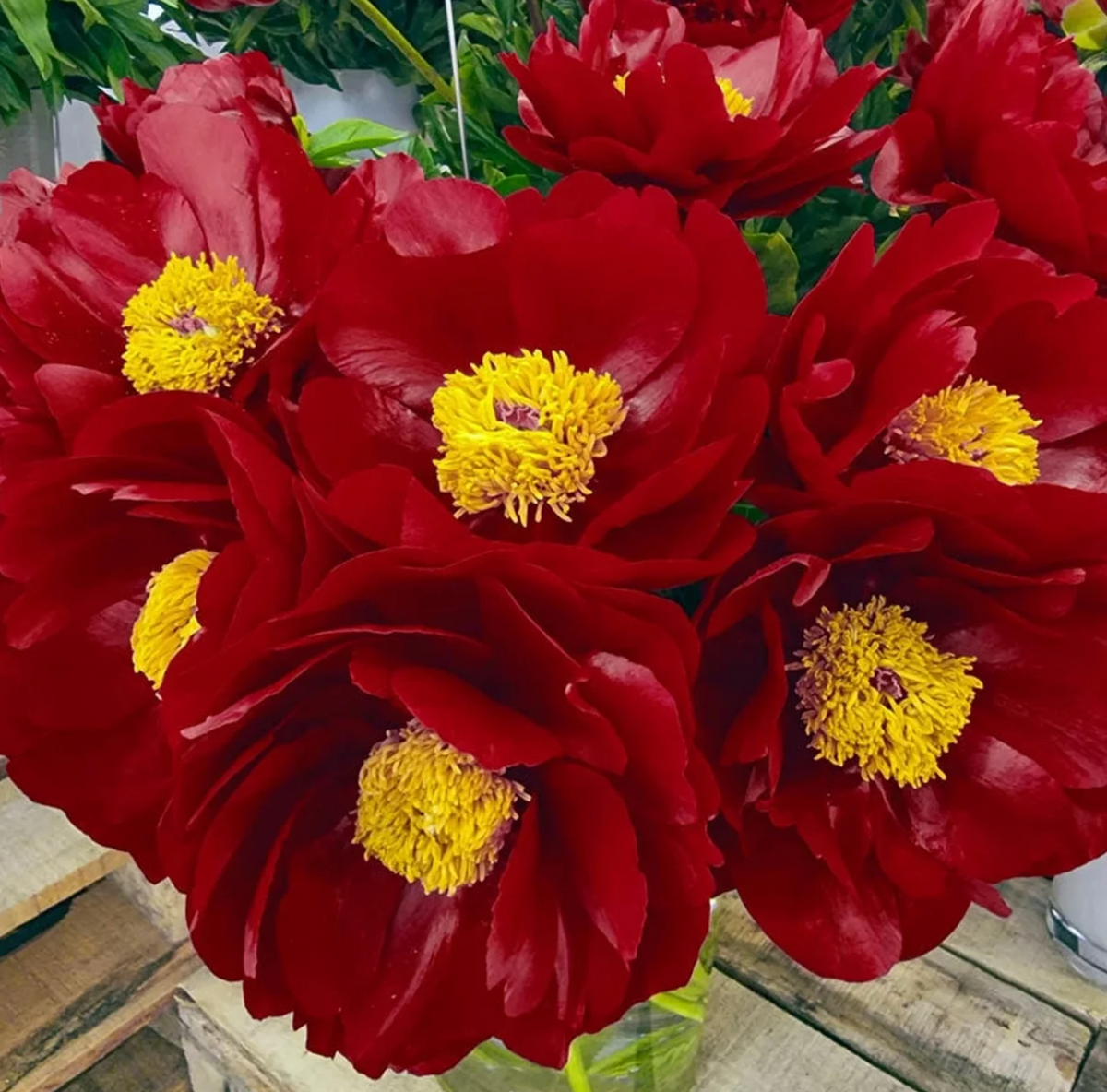 Itoh Peony 'Scarlet Heaven' – 3–5 Eye Bare Root | Scarlet Red Intersectional Peony
