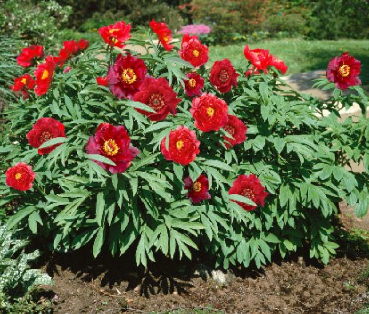 Itoh Peony 'Scarlet Heaven' – 3–5 Eye Bare Root | Scarlet Red Intersectional Peony