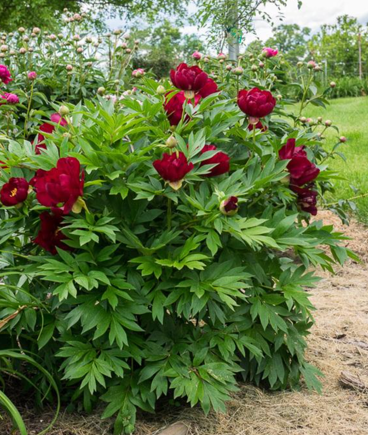 Itoh Peony 'Scarlet Heaven' – 3–5 Eye Bare Root | Scarlet Red Intersectional Peony