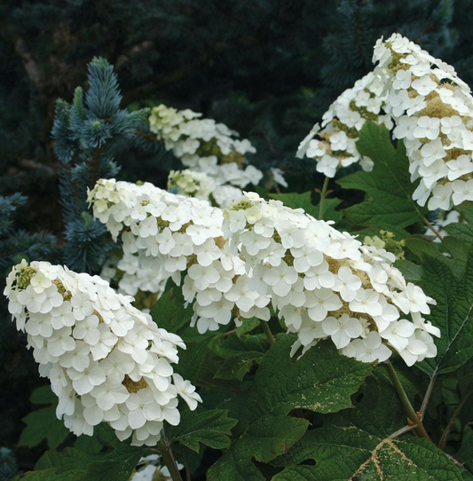 Hydrangea ‘Snow Queen’ – Oakleaf Hydrangea- North America native shrub (2 plants)