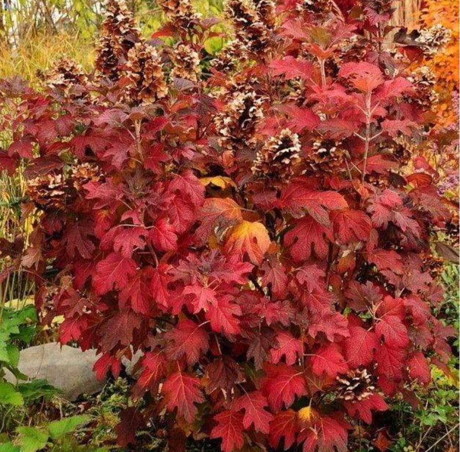 Hydrangea ‘Snow Queen’ – Oakleaf Hydrangea- North America native shrub (2 plants)