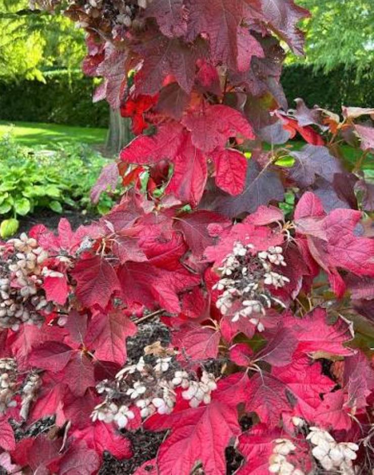Hydrangea ‘Snow Queen’ – Oakleaf Hydrangea- North America native shrub (2 plants)