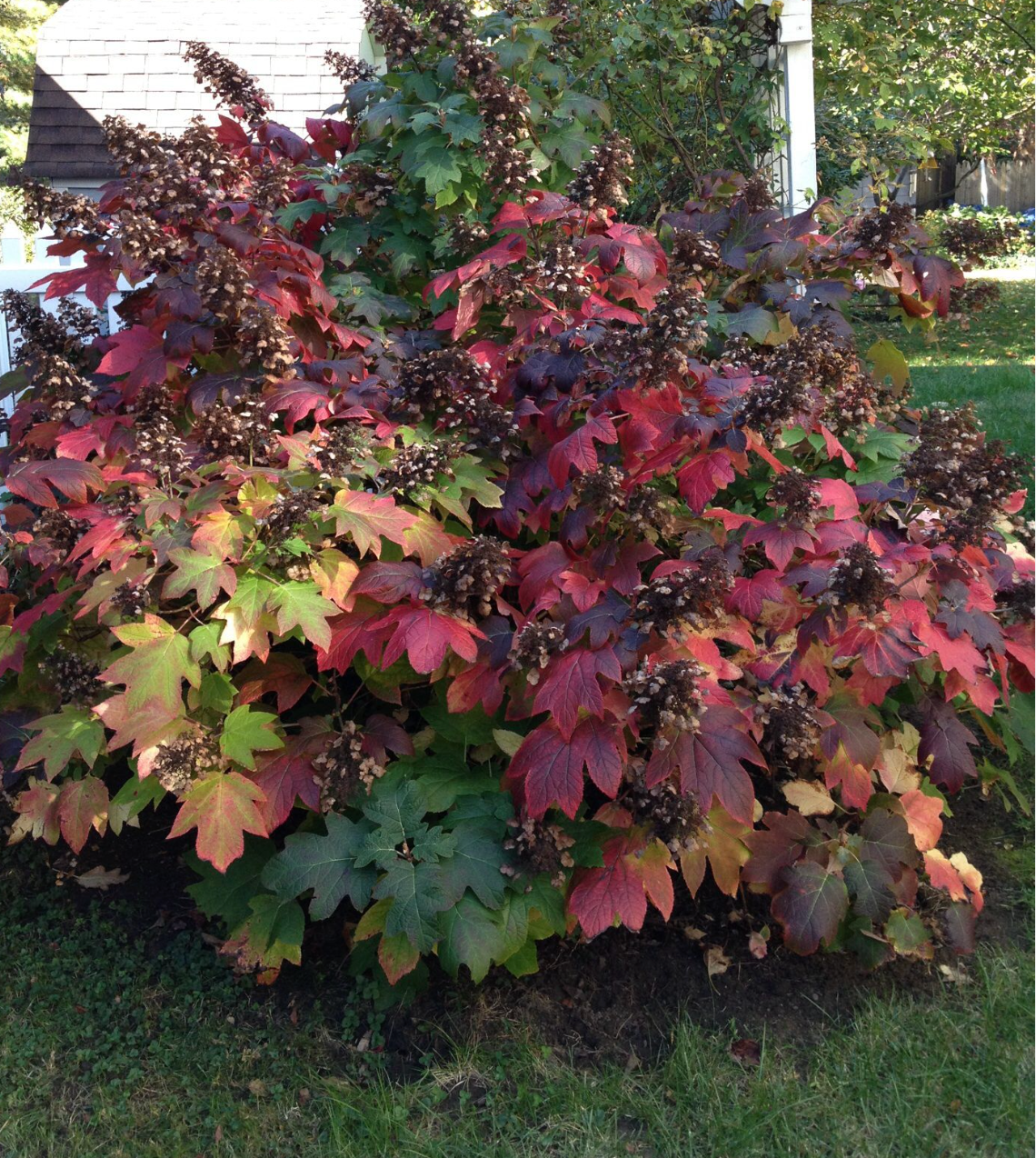 Hydrangea ‘Snow Queen’ – Oakleaf Hydrangea- North America native shrub (2 plants)